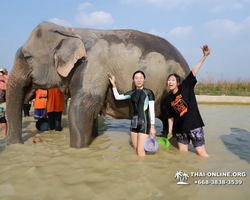 Заповедник слонов Elephant Jungle Sanctuary Pattaya - фото 993