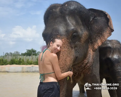 Заповедник слонов Elephant Jungle Sanctuary Pattaya - фото 991