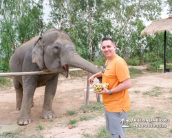 Заповедник слонов Elephant Jungle Sanctuary Pattaya - фото 31