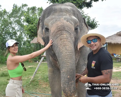 Заповедник слонов Elephant Jungle Sanctuary Pattaya - фото 295