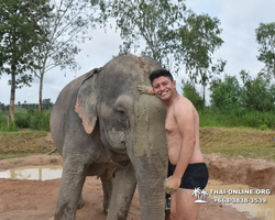 Заповедник слонов Elephant Jungle Sanctuary Pattaya - фото 162