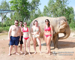 Заповедник слонов Elephant Jungle Sanctuary Pattaya - фото 27