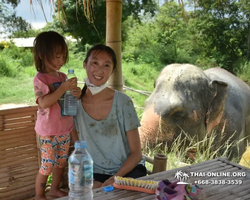 Заповедник слонов Elephant Jungle Sanctuary Pattaya - фото 549