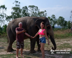 Заповедник слонов Elephant Jungle Sanctuary Pattaya - фото 292