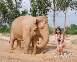 Заповедник слонов Elephant Jungle Sanctuary Pattaya - фото 122