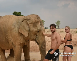 Заповедник слонов Elephant Jungle Sanctuary Pattaya - фото 1104