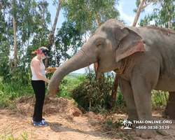 Заповедник слонов Elephant Jungle Sanctuary Pattaya - фото 42