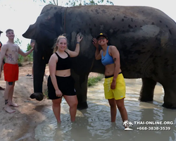 Заповедник слонов Elephant Jungle Sanctuary Pattaya - фото 1102