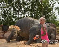 Заповедник слонов Elephant Jungle Sanctuary Pattaya - фото 13
