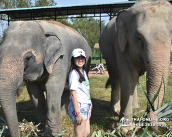 Заповедник слонов Elephant Jungle Sanctuary Pattaya - фото 196