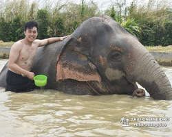 Заповедник слонов Elephant Jungle Sanctuary Pattaya - фото 300