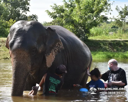 Заповедник слонов Elephant Jungle Sanctuary Pattaya - фото 420