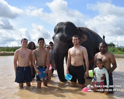 Заповедник слонов Elephant Jungle Sanctuary Pattaya - фото 1033