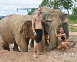 Заповедник слонов Elephant Jungle Sanctuary Pattaya - фото 228