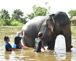 Заповедник слонов Elephant Jungle Sanctuary Pattaya - фото 525