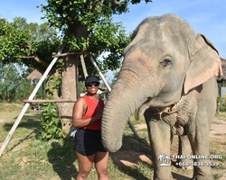 Заповедник слонов Elephant Jungle Sanctuary Pattaya - фото 44