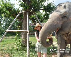 Заповедник слонов Elephant Jungle Sanctuary Pattaya - фото 16