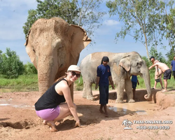 Заповедник слонов Elephant Jungle Sanctuary Pattaya - фото 92