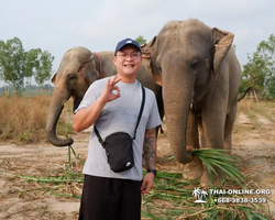 Заповедник слонов Elephant Jungle Sanctuary Pattaya - фото 710