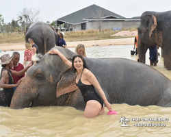 Заповедник слонов Elephant Jungle Sanctuary Pattaya - фото 761