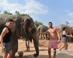 Заповедник слонов Elephant Jungle Sanctuary Pattaya - фото 782