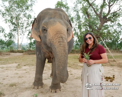 Заповедник слонов Elephant Jungle Sanctuary Pattaya - фото 150