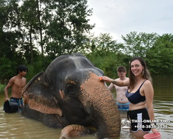 Заповедник слонов Elephant Jungle Sanctuary Pattaya - фото 429