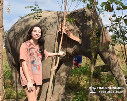Заповедник слонов Elephant Jungle Sanctuary Pattaya - фото 38