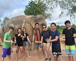 Заповедник слонов Elephant Jungle Sanctuary Pattaya - фото 231