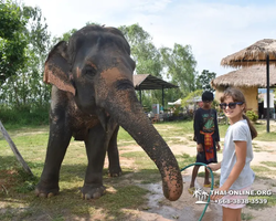 Заповедник слонов Elephant Jungle Sanctuary Pattaya - фото 152