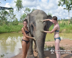 Заповедник слонов Elephant Jungle Sanctuary Pattaya - фото 333