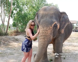 Заповедник слонов Elephant Jungle Sanctuary Pattaya - фото 137