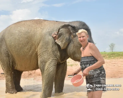 Заповедник слонов Elephant Jungle Sanctuary Pattaya - фото 987