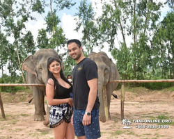 Заповедник слонов Elephant Jungle Sanctuary Pattaya - фото 37
