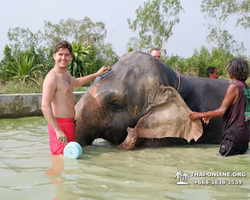 Заповедник слонов Elephant Jungle Sanctuary Pattaya - фото 531