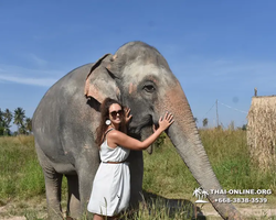 Заповедник слонов Elephant Jungle Sanctuary Pattaya - фото 564