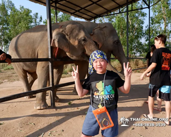 Заповедник слонов Elephant Jungle Sanctuary Pattaya - фото 156
