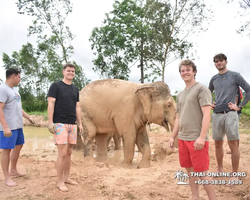 Заповедник слонов Elephant Jungle Sanctuary Pattaya - фото 174