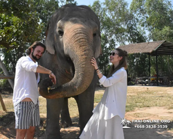 Заповедник слонов Elephant Jungle Sanctuary Pattaya - фото 185