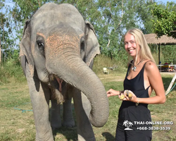 Заповедник слонов Elephant Jungle Sanctuary Pattaya - фото 35