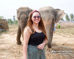 Заповедник слонов Elephant Jungle Sanctuary Pattaya - фото 883