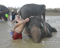 Заповедник слонов Elephant Jungle Sanctuary Pattaya - фото 1108
