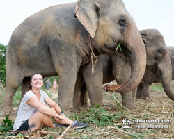 Заповедник слонов Elephant Jungle Sanctuary Pattaya - фото 240