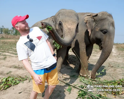 Заповедник слонов Elephant Jungle Sanctuary Pattaya - фото 366