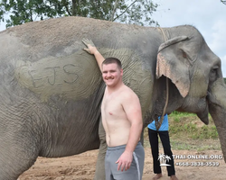 Заповедник слонов Elephant Jungle Sanctuary Pattaya - фото 261