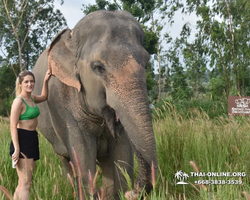 Заповедник слонов Elephant Jungle Sanctuary Pattaya - фото 103