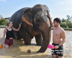 Заповедник слонов Elephant Jungle Sanctuary Pattaya - фото 815