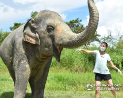 Заповедник слонов Elephant Jungle Sanctuary Pattaya - фото 466