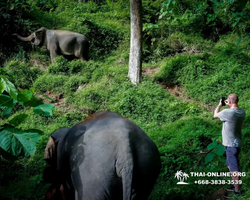 Заповедник слонов Elephant Jungle Sanctuary Pattaya - фото 28