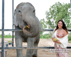 Заповедник слонов Elephant Jungle Sanctuary Pattaya - фото 424